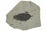 Eocene Fossil Soapberry Leaf (Sapindus) - Utah #262256-1